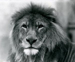 Male Lion Kuja at London Zoo in January 1925 by Frederick William Bond