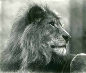 Male Lion Kuja at London Zoo in January 1925 by Frederick William Bond