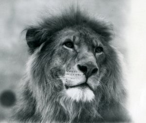 Male Lion Kuja at London Zoo in January 1925 by Frederick William Bond