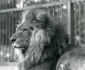 Male Lion Toto Lying in His Enclosure at London Zoo by Frederick William Bond