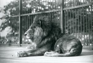 Male Lion Toto Lying in His Enclosure at London Zoo by Frederick William Bond