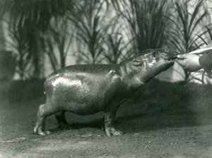 Percy, a Young Pygmy Hippopotamus Being Hand Fed at London Zoo, November 1923
