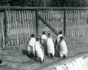 Six King Penguins Walking Beside Their Pool at London Zoo, 1927 by Frederick William Bond