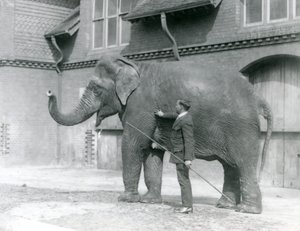 Syed Ali, training Indiarani in front of the Elephant House, London Zoo, August 1923 by Frederick William Bond