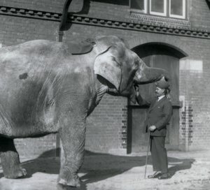 Syed Ali training Indiarani in front of the Elephant House, London Zoo, October 1925 by Frederick William Bond