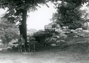 The Eland Antelope Paddock at London Zoo in 1924