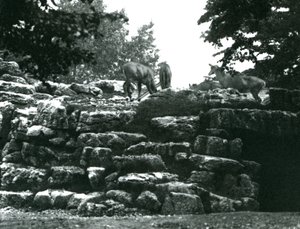 The Eland Antelope Paddock at London Zoo in June 1924