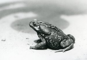The largest and smallest toad in the menagerie in August 1928 by Frederick William Bond