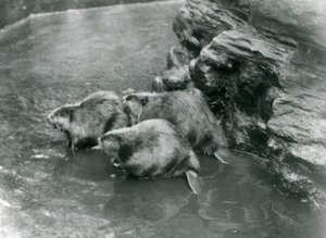 Three Beavers in Their Pool at London Zoo, 1920s