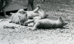 Three Coyote pups rolling on the ground, at their mother