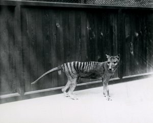Thylacine Tasmanian Wolf at London Zoo, Before 1930