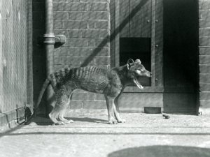 Thylacine/Tasmanian Wolf at London Zoo in August 1926