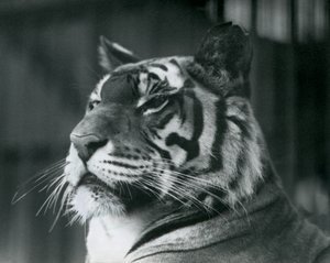 Tigress Sally at London Zoo (1927) by Frederick William Bond