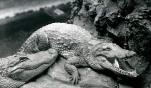 Two American Alligators at London Zoo