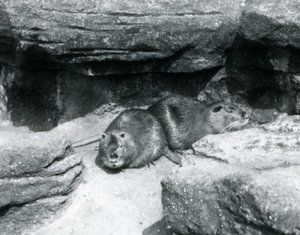 Two Coypu resting among rocks in their enclosure at London Zoo, April 1925