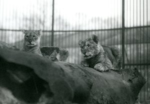 Two Lion cubs in their enclosure at London Zoo, April 1924 by Frederick William Bond