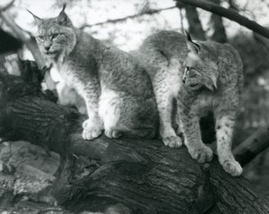 Two Northern Lynx, one sitting and one standing, on a branch, London Zoo, October 1925 by Frederick William Bond