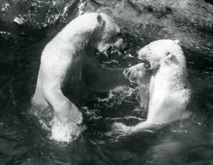 Two Polar Bears romping in their pool at London Zoo in 1926 by Frederick William Bond