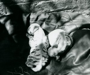 Two Striped Hyena Cubs at London Zoo by Frederick William Bond