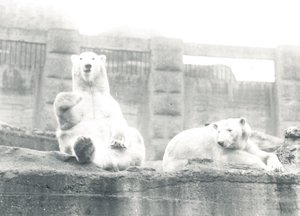 Two Polar Bears in ZSL London Zoo