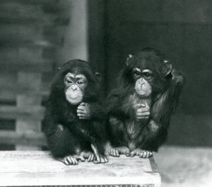 Two young Chimpanzees sitting on a wooden crate, London Zoo by Frederick William Bond