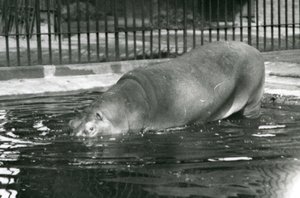 Young Hippopotamus Bobbie Entering His Pool at London Zoo in August 1927 by Frederick William Bond