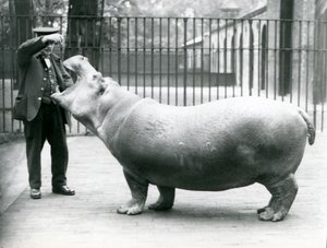 Young Hippopotamus Bobbie with keeper Ernie Bowman, London Zoo, July 1923 by Frederick William Bond