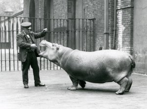 Young Hippopotamus Bobbie with keeper Ernie Bowman, London Zoo, July 1923 by Frederick William Bond