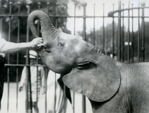 Young female African Pygmy Elephant Oojah being given a treat, London Zoo, July 1925 by Frederick William Bond