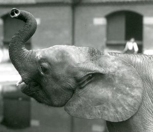 Young female African Pygmy Elephant Oojah raising her trunk at London Zoo, August 1925 by Frederick William Bond