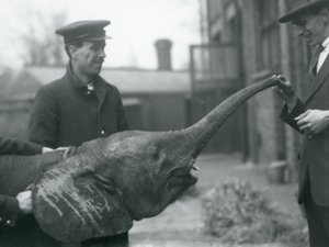 Young female African Pygmy Elephant Oojah raising her trunk for a treat at London Zoo, June 1925
