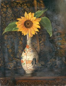 A Sunflower