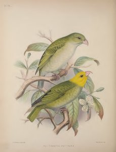 Psittirostra Psittacea, from 