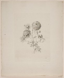 Flower Motif