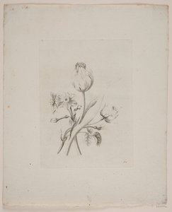 Flower Motif by Frederik Schepelern
