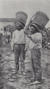 Grape Pickers at Work