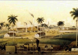 Manufacture of rum in the Caribbean Collection