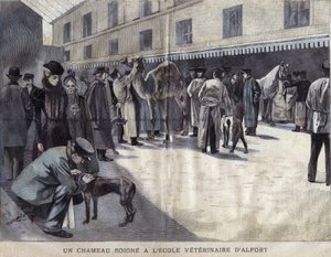 A camel heals at the Veterinary School of Maison Alfort. Illustration of 1899 in 