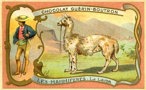 Advertising Chromolithography of Chocolates Guerin Boutron, The Lama
