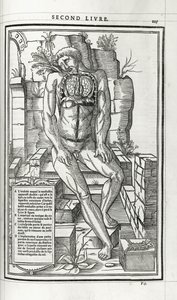 Anatomical Illustration, 1546 by French School