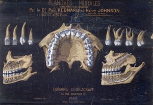 Anatomical wallchart of the teeth
