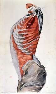 Anatomy of the torso, drawn by a student by French School