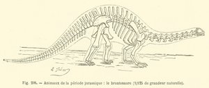 Animals of the Jurassic period, the brontosaurus