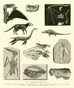 Fossil Animals from the Seine Basin by French School