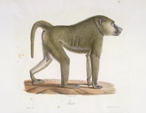 Baboon, from Histoire Naturelle des Mammifères