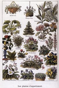 Apartment Plants, 02/02/1901 by French School