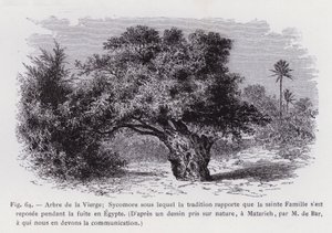 Tree of the Virgin; Sycamore under which Tradition Says the Holy Family Rested during the Flight into Egypt, After a Drawing Taken from Nature, at Matarieh, by M. de Bar, Who Communicated It to Us (engraving)