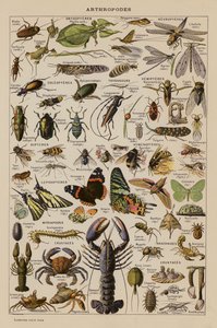 Arthropods by French School