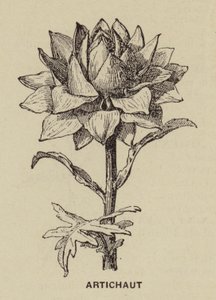 Artichoke by French School