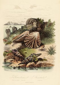 Babylon turrid, Turris babylonia, sea snail, Raphitoma echinata and kitten